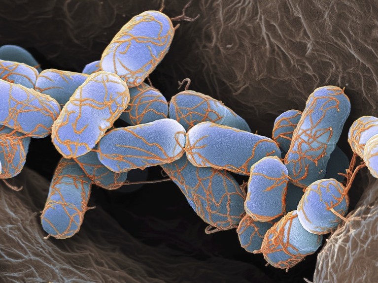 Scanning electron microscope image of Escherichia coli bacteria.