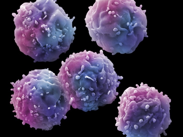 SEM of Haematopoietic stem cells.