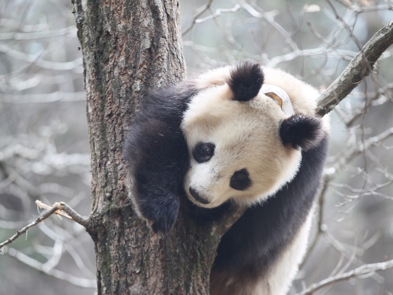 A wild panda in Foping.