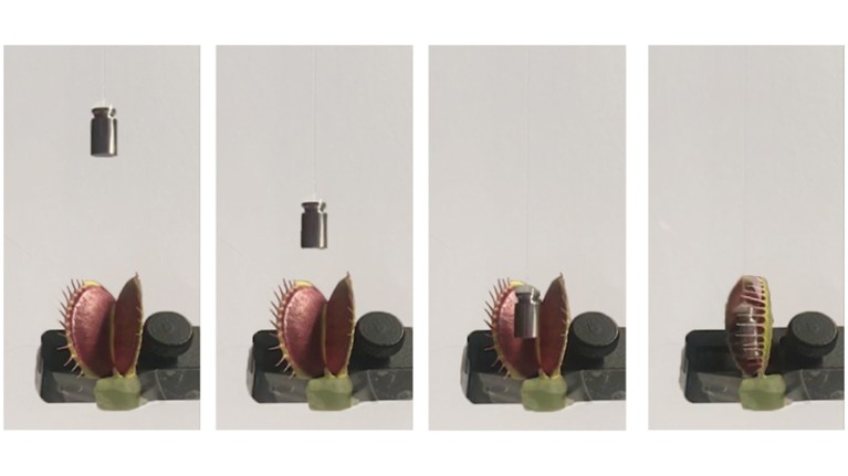 Four photographs showing a Venus flytrap closing on a weight falling past it.