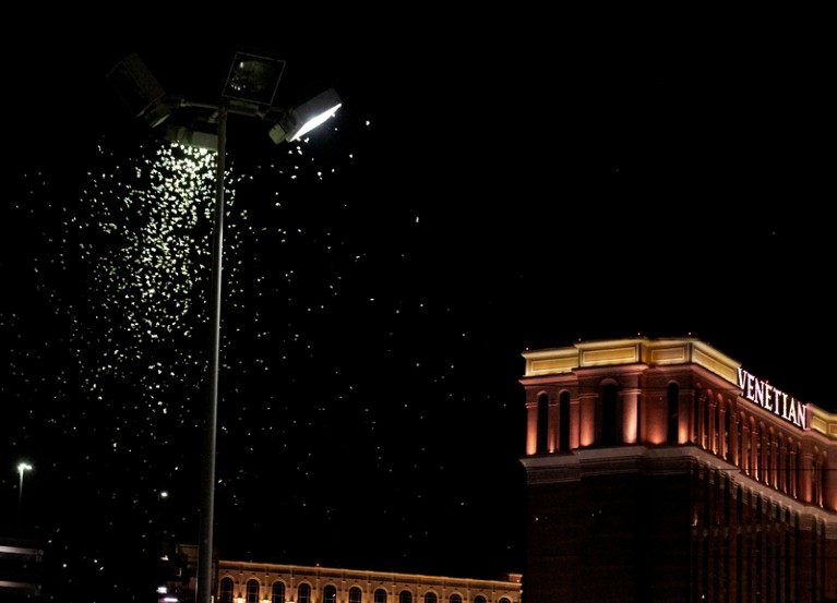 Grasshoppers swarm a light a few blocks off the Strip in Las Vegas, Nevada