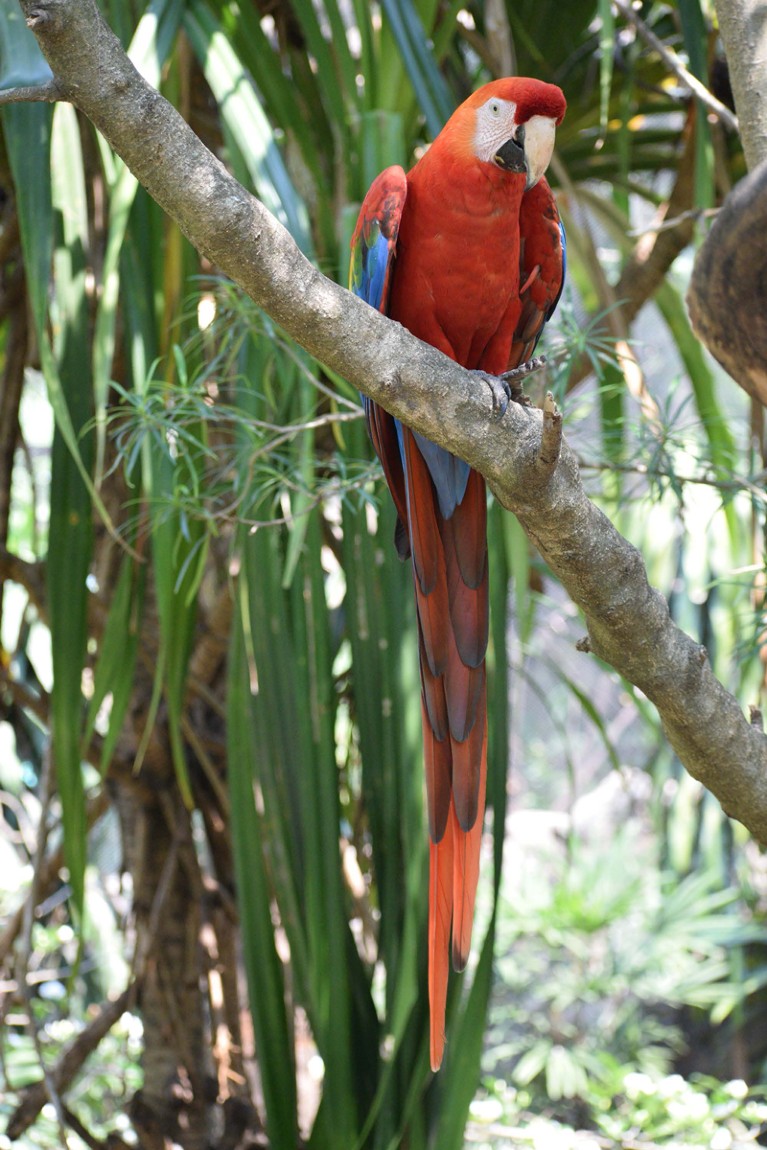 Live scarlet macaw from the Bolivian Amazonia