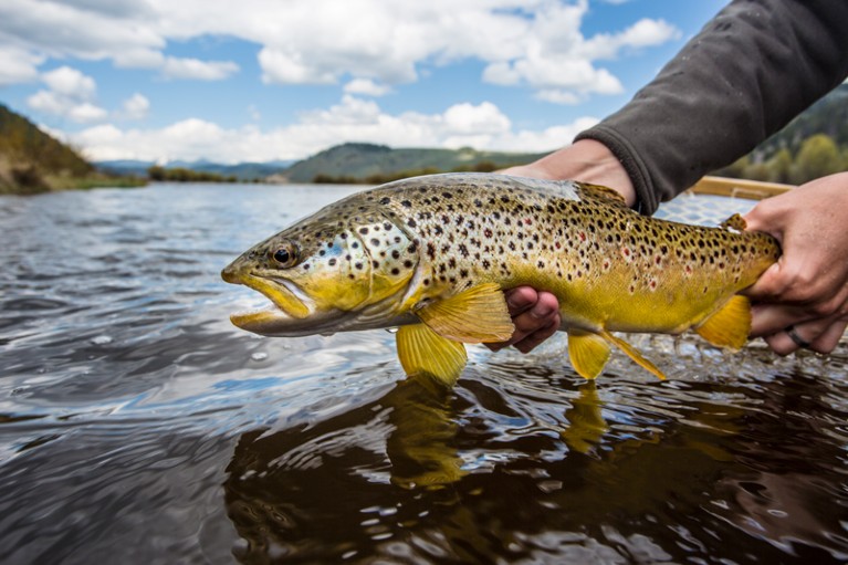 Brown trout being released back into the water