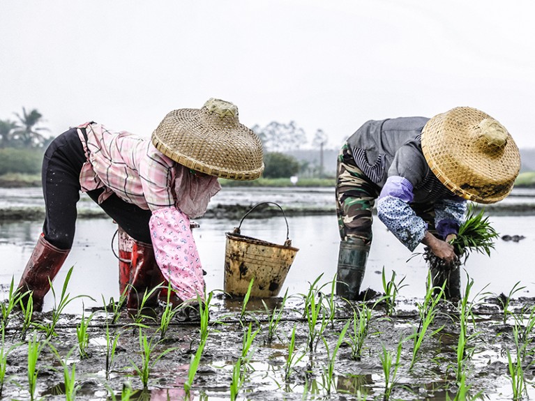 Farmers transplant rice seedlings in Haikou, Hainan Province, China.