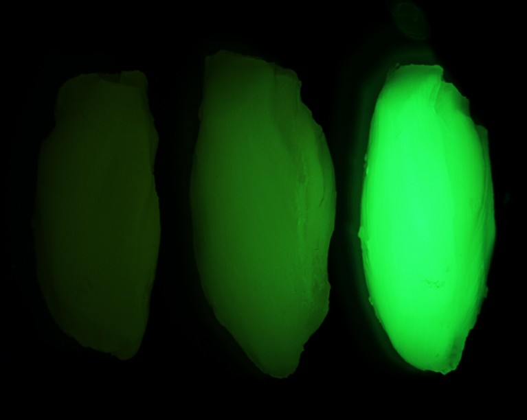 Whole mount fluorescent images of quadriceps from 8-week-old C57BL/6J mice