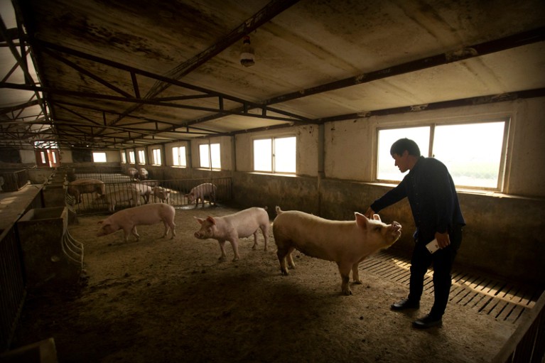 A farmer strokes one of a few pigs in a large mostly empty barn in China.