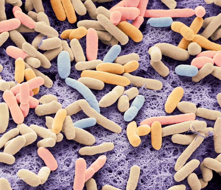 Coloured scanning electron micrograph of the bacteria Escherichia coli