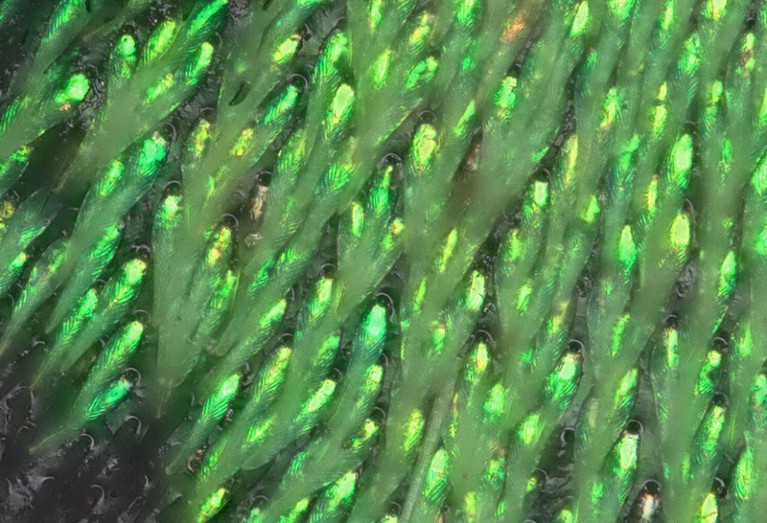 Optical micrograph of the scales of a Longhorn beetle