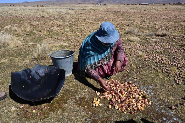 A person handles harvested potatoes