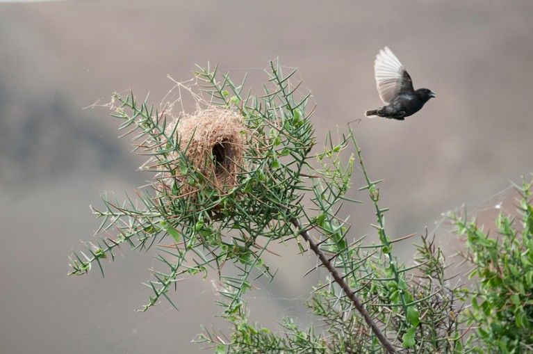 A small ground-finch leaving a nest in a spiny bush