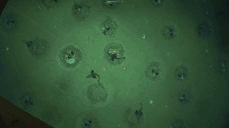 Fish nests, filmed from 3.5 m height
