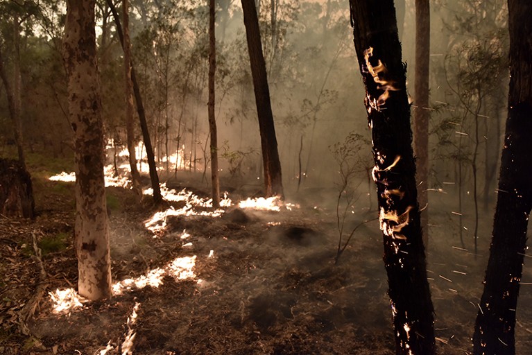 Fire and thick smoke among trees.