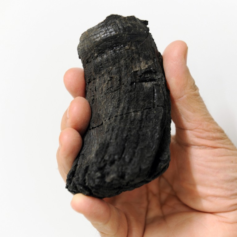 The largest ichthyosaur tooth base held in a human hand.