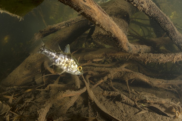A mouth almighty fish (Glossamia aprion), lurks under a snag to ambush passing prey, Lawn Hill Creek, Queensland, Australia.