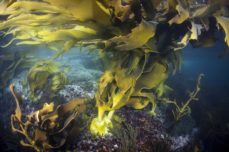 Bull kelp (Durvillaea antarctica) underwater showing holdfast, Dusky Sound, Fiordland National Park, New Zealand.