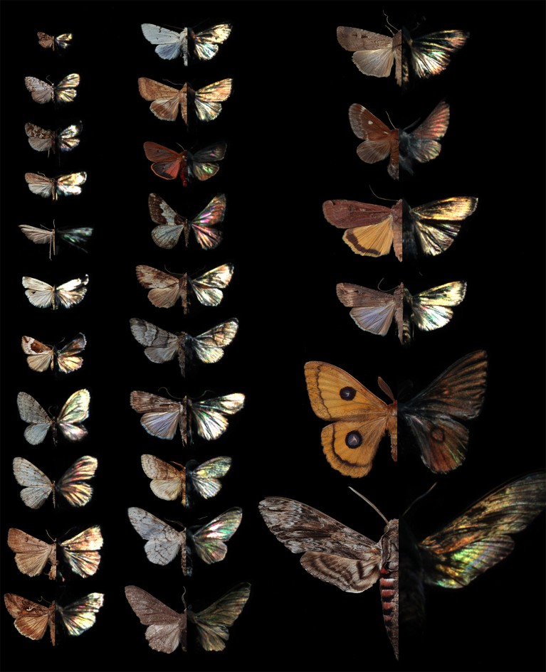 Twenty-six moth species examined in the study are presented in both true- and false-colour images.