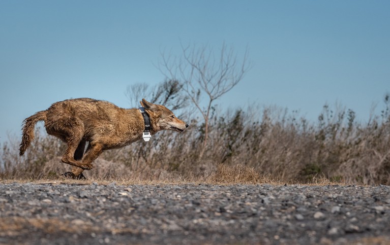 A coyote running in front of scrubby vegetation.