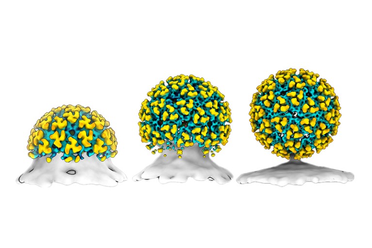 Models of the Chikungunya virus budding from a cell membrane at three different stages