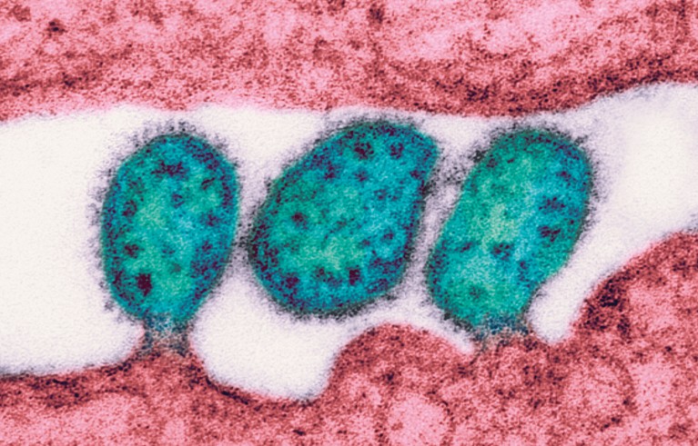 Three Lassa virus particles.