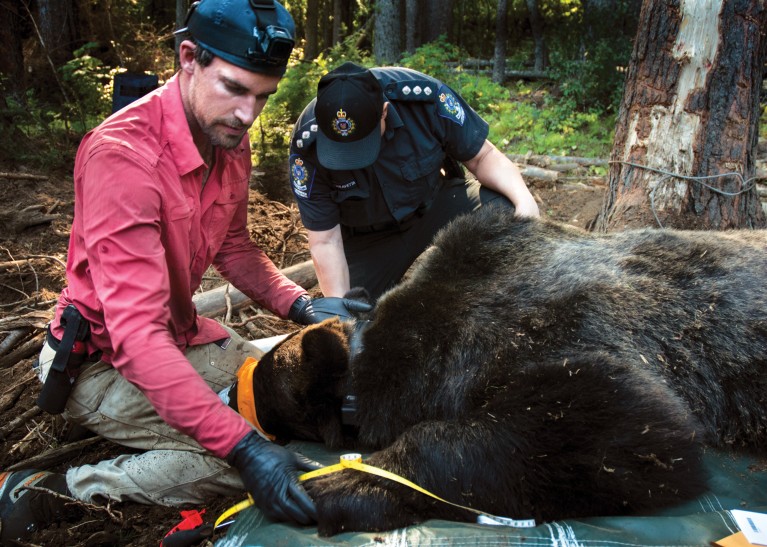 Clayton and a BC Conservation Officer kneels next to the head of an anaesthetised grizzly bear