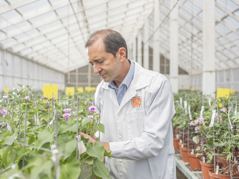 Hugo Campos, Deputy Director General at the International Potato Center examines plants in a potato greenhouse in Lima, Peru.
