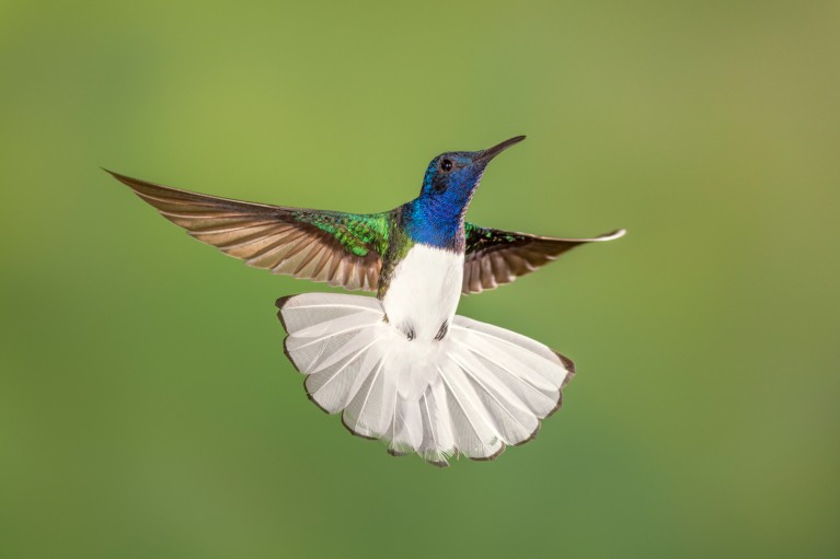 Male white-necked Jacobin hummingbird in flight