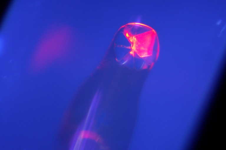 A bright pink-red crystal on a blue background.