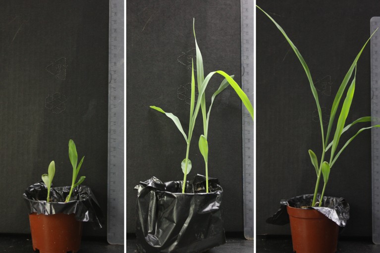 Composite of three images of corn growing in small plant pots with different leaf lengths.
