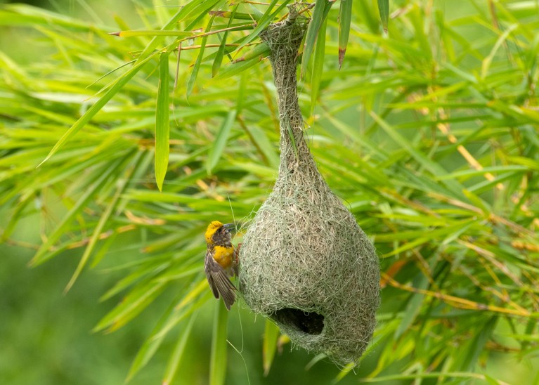 Baya weaver male perched on a tear-drop shaped nest