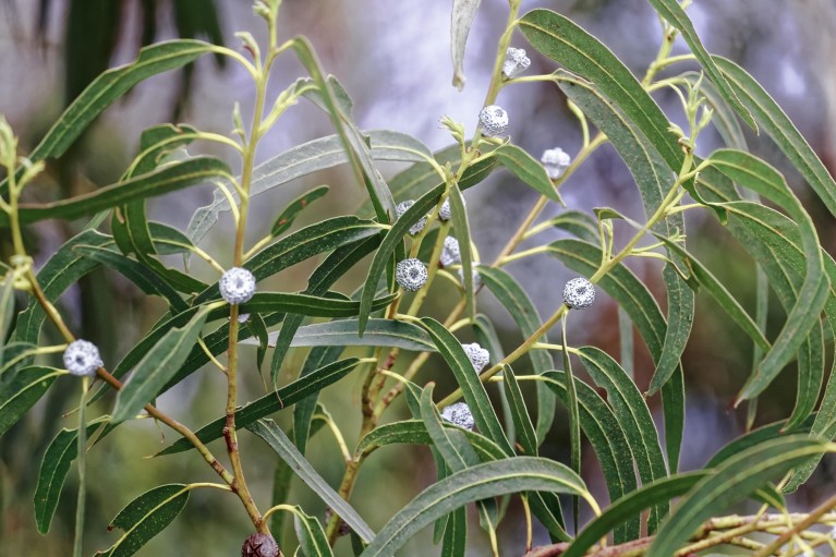 Close-up of Eucalyptus globulus.
