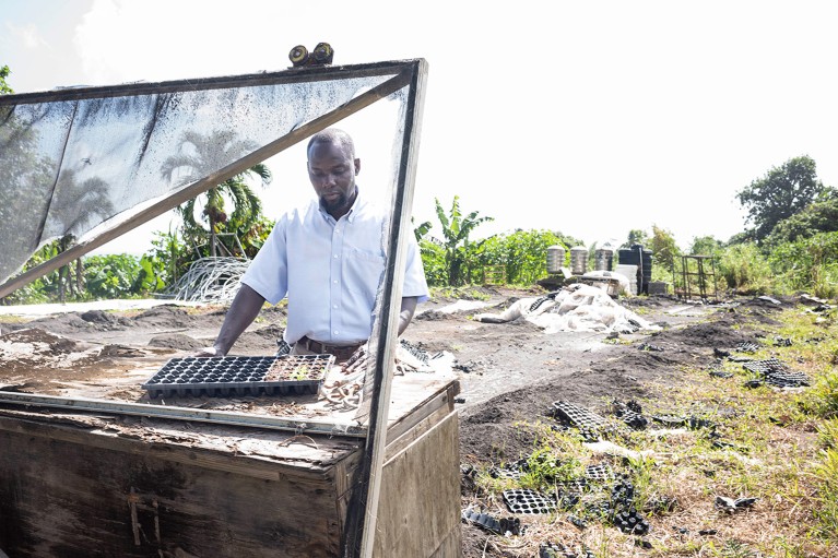 Rohan McDonald studying a tray of desiccated cannabis seedlings in the charred remains of a shade house, St Vincent