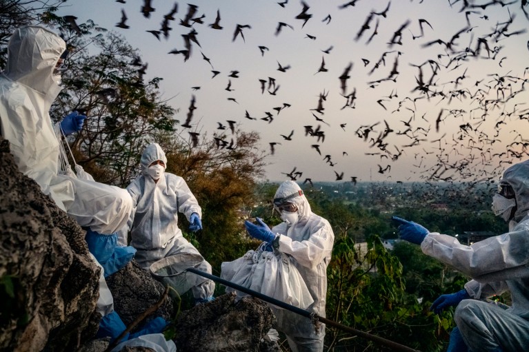 A team of researchers wearing full PPE catch bats at dusk