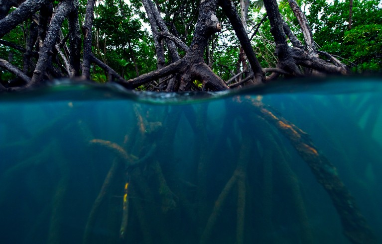 Mangrove forest tree roots submerge below the surface at high tide.