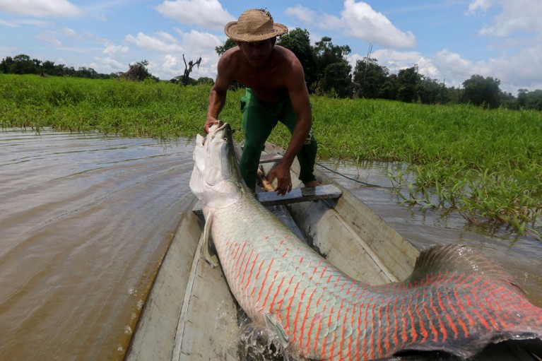 A fisherman wearing a hat pulls a large pirarucu from the water and on to his boat
