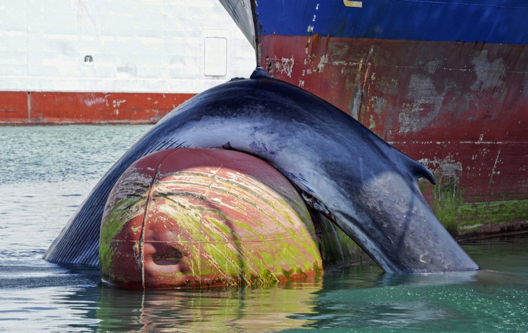 Close-up of the dead body of a whale hooked on the bow of a cargo ship
