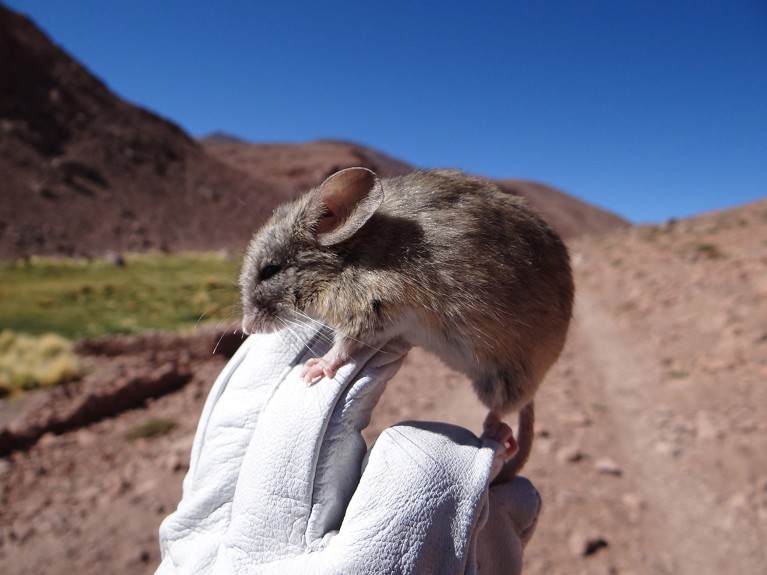 A brown mouse being held by a hand in a white leather glove.