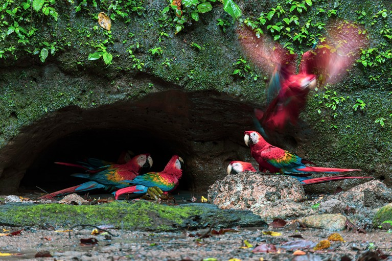 A group of red-and-green macaws at a clay lick area in the Amazon rainforest, Ecuador.