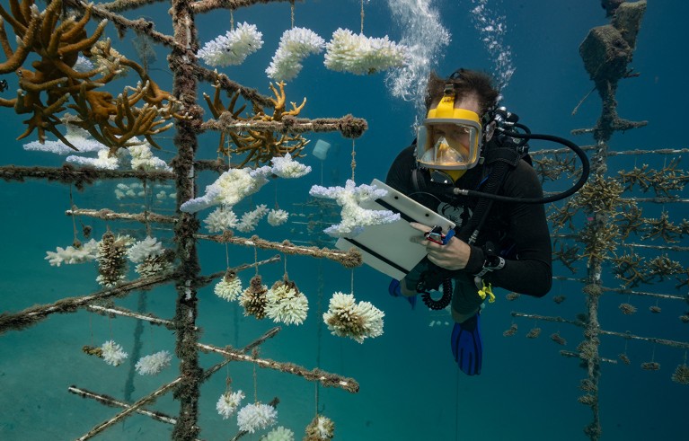 Yann Lacube takes notes at one of the coral nurseries on the coral reefs of the Society Islands in French Polynesia. on May 9, 2019 in Moorea, French Polynesia.
