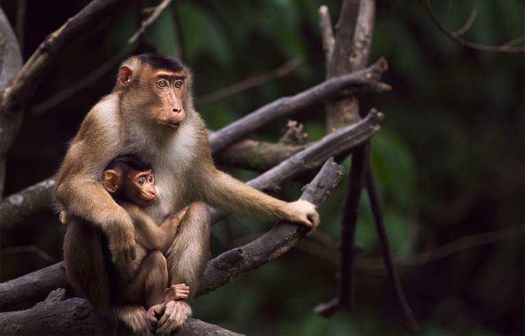 A female pig-tailed Macaque (Macaca nemestrina) sitting on a tree branch with her nursing baby