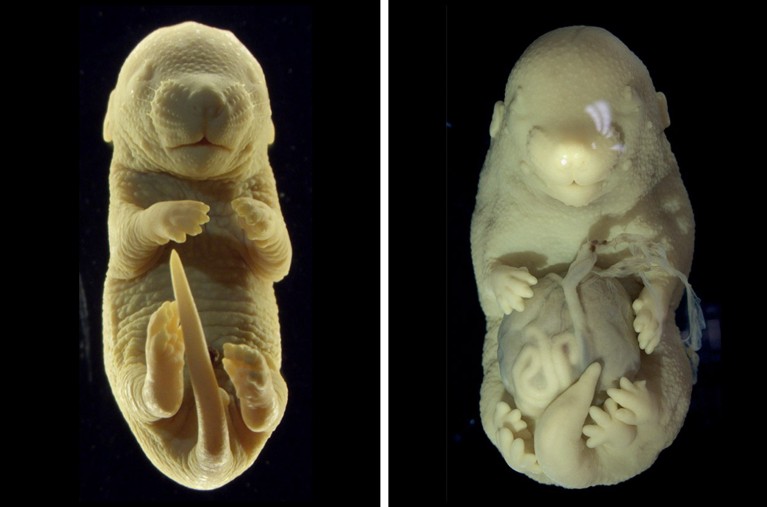 A composite of two images showing Images of a fixed control (left) and Tgfbr1-cKO (right) fetuses.