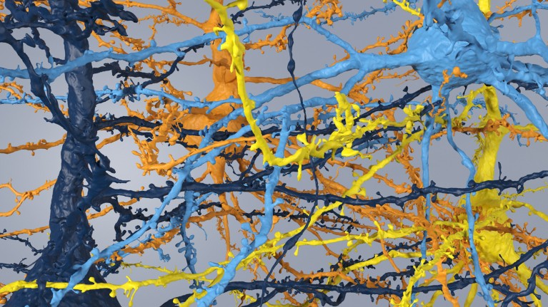 3D rendering of a tangle of neurons shown in different colours