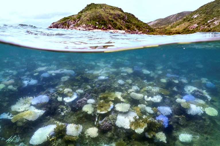 An underwater photo shows bleached and dead coral around Lizard Island on the Great Barrier Reef.