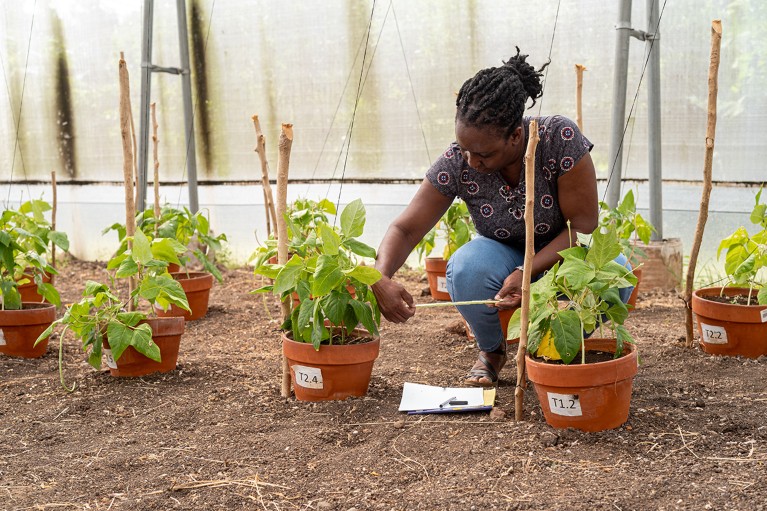 Lindonne Telesford tends to recently planted potted seedlings and measures their growth in a greenhouse.