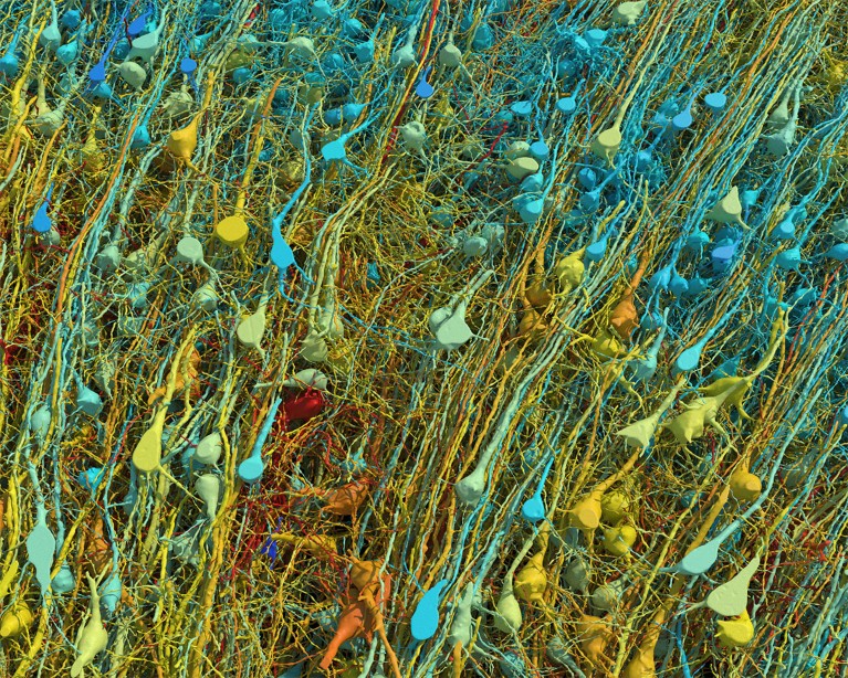 Closely packed neurons, with large bases and long tails, in multiple colours including blue, yellow and green.
