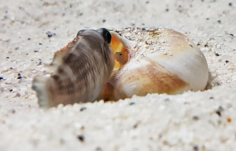 Mother fish of the species Lamprologus ocellatus guards her nest (an abandoned snail shell), while one of her babies is peeking out.