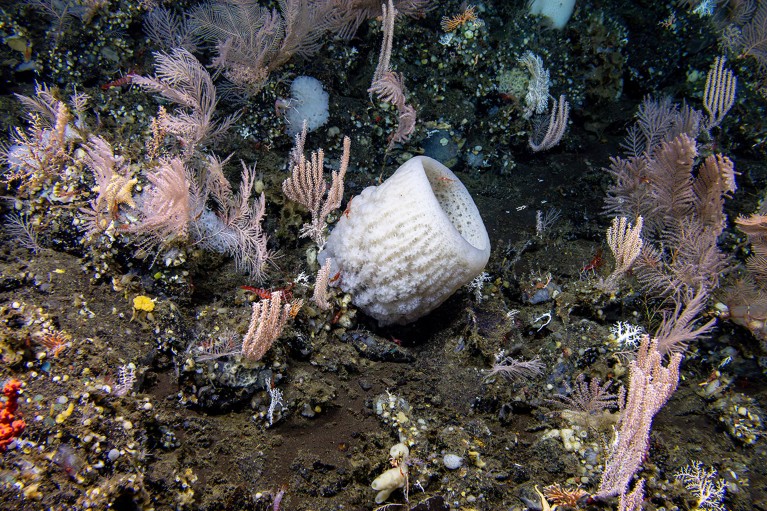 A view of the seafloor marine life observed during a NOAA remotely operated vehicle dive.