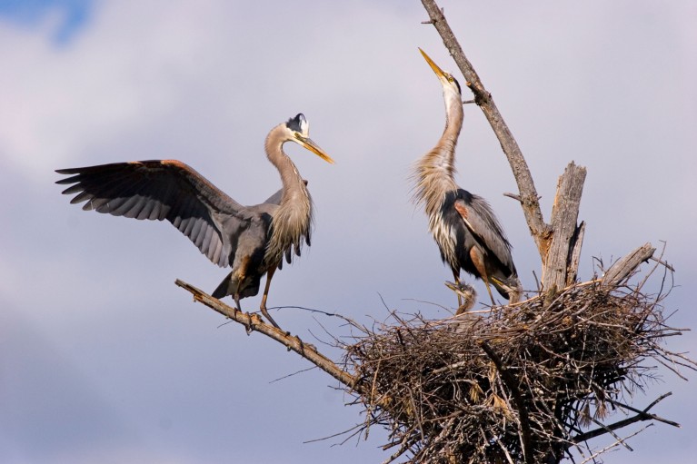 A pair of great blue herons, one with its wings outstretched, perching near their nest made of twigs with two chicks looking out over the edge