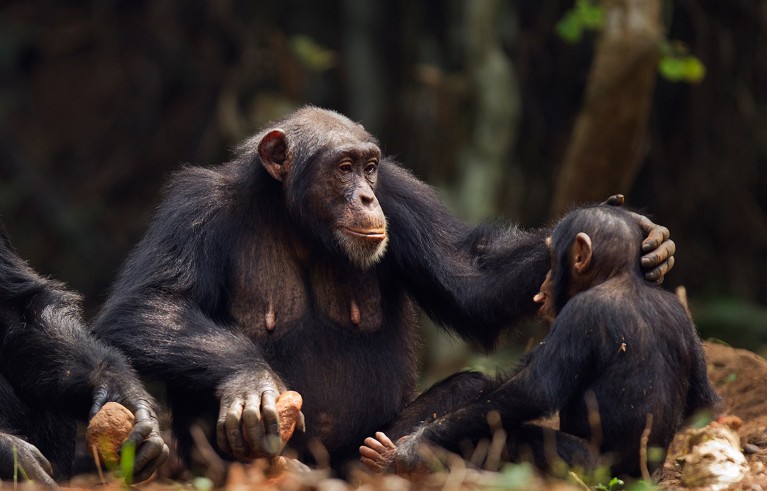 Chimpanzee infant male being comforted by his mother while she tries to crack nuts in Guinea.