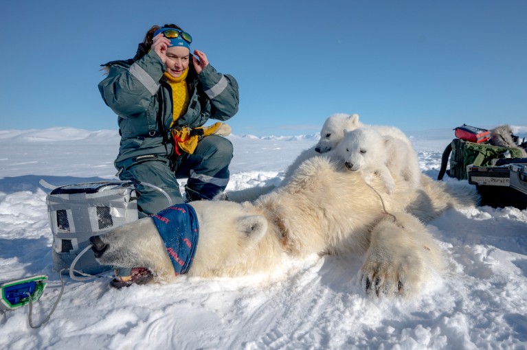 Marie-Anne Blanchet crouched down next to a sedated and blindfolded polar bear mother laying on the ice with two polar bear cubs on her back
