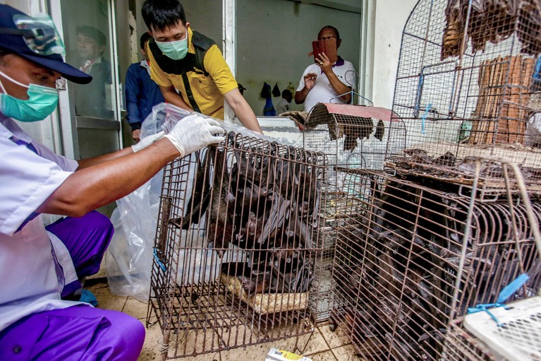 People wearing PPE inspect bats in wire cages.
